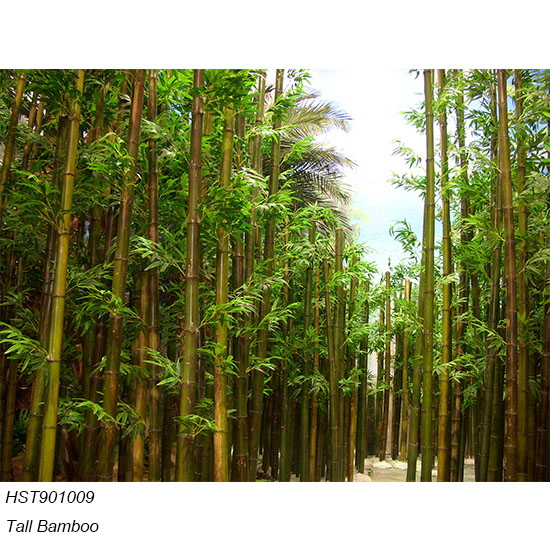 Bamboos