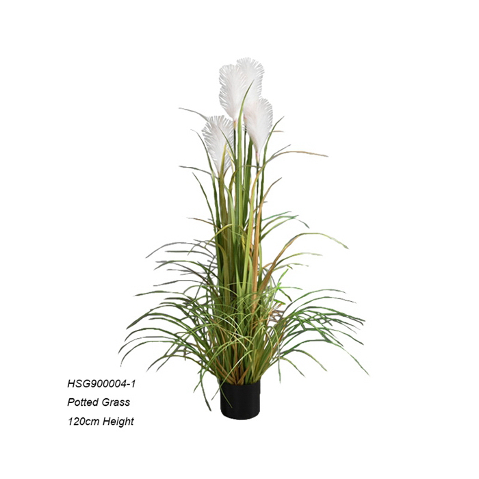 SHanging plants,Potted Grass